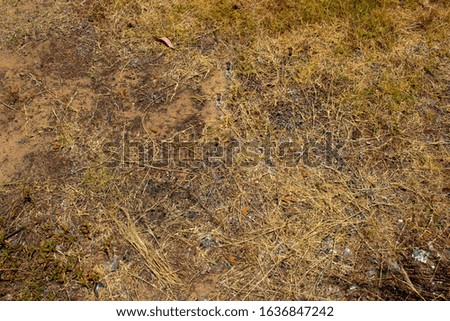 Dry grass on dry earth in late summer indicates a dry hot season.