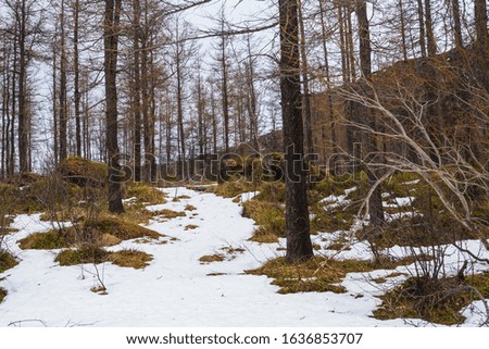 A forest surrounded by trees and the grass covered in the snow under a cloudy sky in Iceland