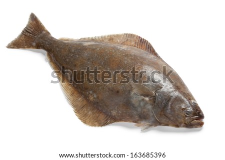 Single fresh raw halibut fish isolated on white background