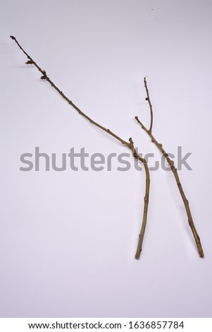 dried tree branches on white background. Part of single old and dead tree on white background. Dead tree isolated on white background.