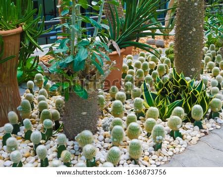 This is the cactus garden for tourist comet to visit .
