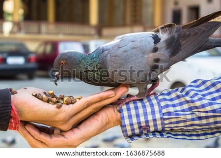 Pigeons are stout bodied birds with short necks and short slender bills that in some species feature fleshy ceres They primarily feed on seeds Fruits and plants