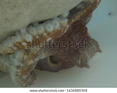 Underwater picture octopus with suction tentacles