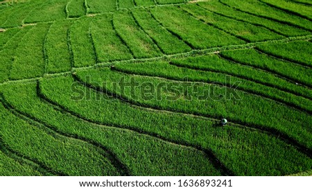 Aerial View of Subak Terasering , Green Rice Field Pattern
