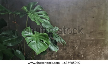 Green leaf on grey wall with noise background and wallpaper at Thailand 