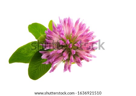 clover flower isolated on white background