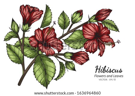 Red Hibiscus flower and leaf drawing illustration with line art on white backgrounds.