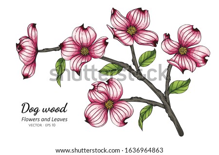 Pink dogwood flower and leaf drawing illustration with line art on white backgrounds.