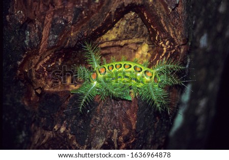 GORUMARA-NATIONAL-PARK Stock Photos and Images - Avopix.com