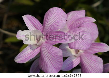 purple orchid white orchid black background