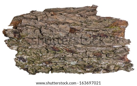 Oak  isolated brown bark concept image