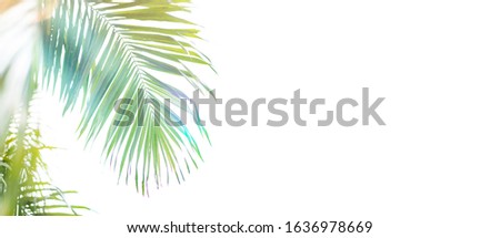 Palm leaf on white background.Palm sunday and easter day concept.Palm sunday for welcome Jesus King of King to Jerusalem before Easter day.isolated on white background.banner.Worship, church, easter.