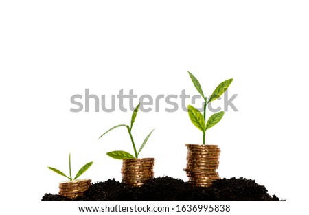 Finance And Investment Concept. Growing Money with Plant and Gold Coins