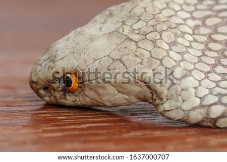 A close up head of a King Cobra. Tanned skin of Ophiophagus hannah. Belt of the most venomous snake on Bali island in Indonesia. Product from leather workshop.