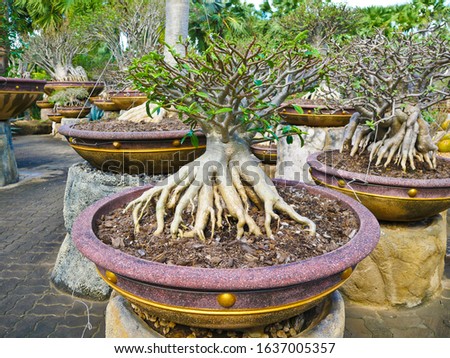 This is bonsai the dwarf plant and people love to keep for hobby.