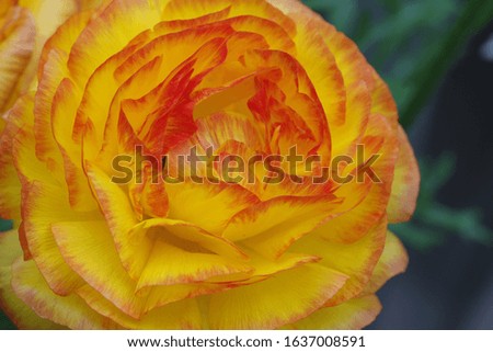 

Petals with a mixture of yellow and vermilion