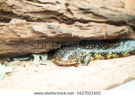 Close up picture of a snake in australi
