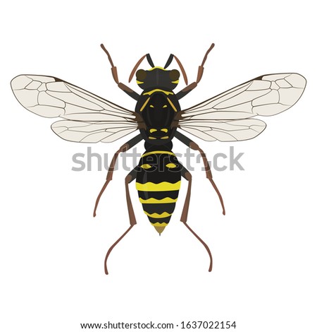 Wasp insect vector color drawing. A stinging insect, an insect pest. Flat design illustration isolated on white background