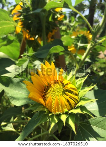 Sunflower growing bud blooming in the garden