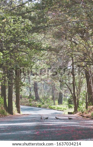 Outdoor picture of a curving road leading into the distant through a forest, fallen leaves and flowers lining the edges of the road, pigeons standing on the track. Picture taken in Dalat, Vietnam