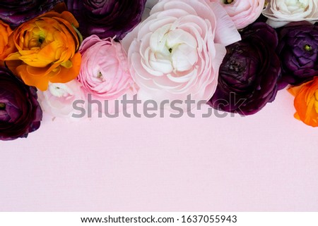 Flowers composition. Floral texture made of ranunculus flowers on pink background. Flat lay, top view