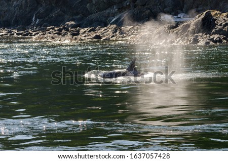 killer whales on the coasts of Vancouver island in Canada