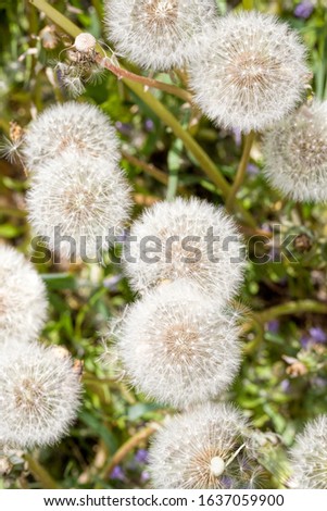 beautiful balls of white dandelions in the spring of the year, close-up of flowers with seeds in the spring