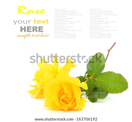 yellow rose with leaves isolated on white background