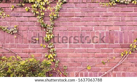 View of red brick or stone & rock wall texture with small green creeper plant. This forms a beautiful background with writing space.