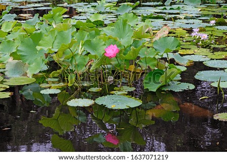 A close up of a lotus flower in blossom in a pond.