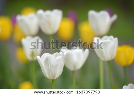 white and yellow tulips on a lawn in spring