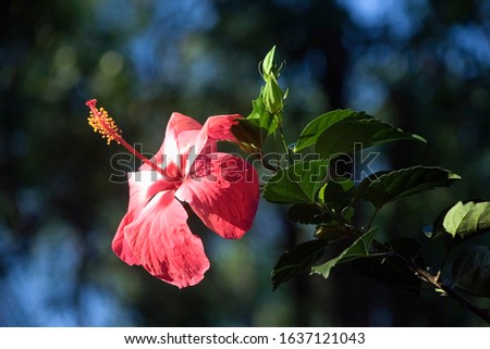 Hibiscus  a genus of flowering plants in the mallow family, Malvaceae