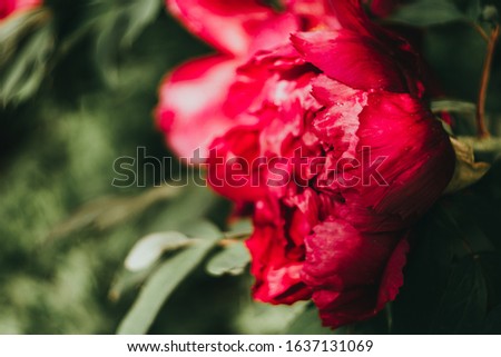 Beautiful peonies. Vivid red floral wallpaper, background from blooming petals. Abstract peony blossom backdrop with bokeh for a postcard. Bunt macro flowers. Selective focus. Defocused.