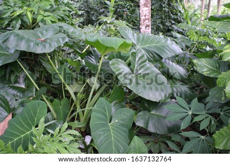 Taro giant plants in the garden