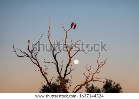 Black Kites perched on a dead tree at sunrise with a seting moon