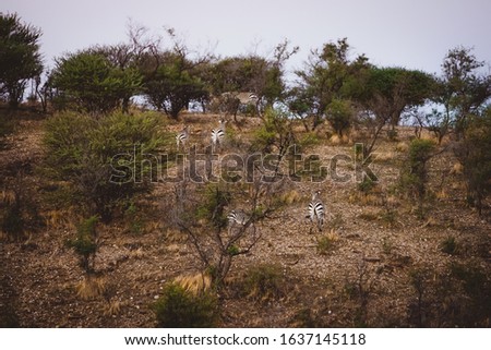 A behind shot of zebras on a mountain with short trees