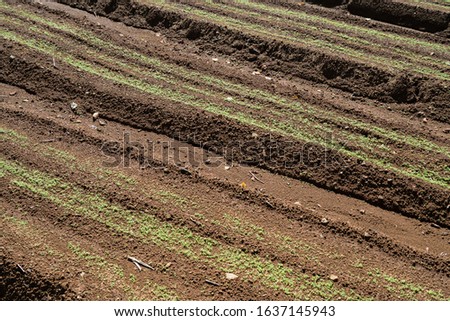 A picture of a field planted with nothing. Image of agriculture