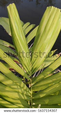 Fresh green palm leaves in the garden
