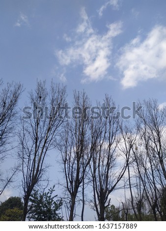 Autumn’s tree twigs bough limb white background sky blue natural beautiful.
