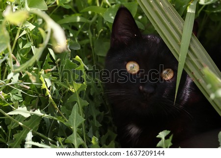 Beautiful Black cat hiding behind grass