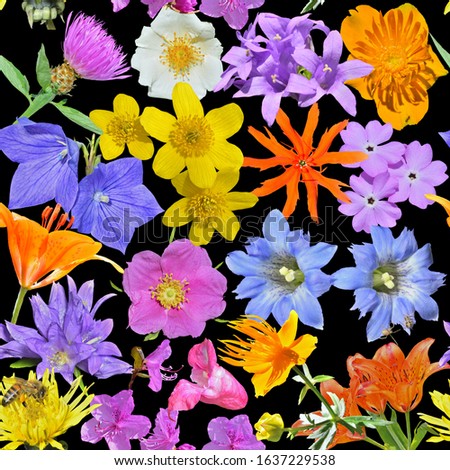 The different variegated wildflowers. Seamless pattern on black background, own isolated photographs of the author of the pattern are used.
