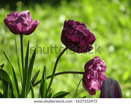 Tulips blooming in the garden