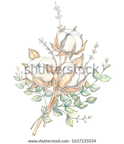Watercolor illustration of a bunch of cotton with sprigs of decorative eucalyptus. Unique hand drawing. For designs in the style of eco and rustic.