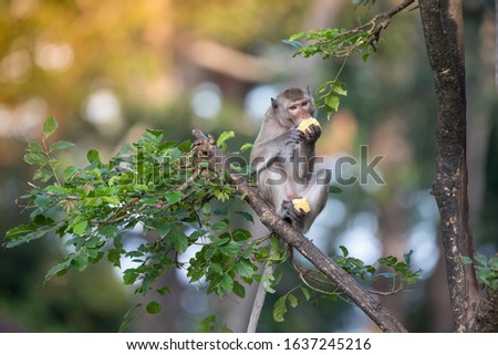 A picture of a monkey living in a forest
