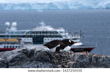 A gentoo penguin on its nest, with a cruise ship in the background, Damoy Point, entrance point to the harbour of Port Lockroy, Antarctica
