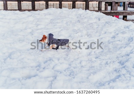 portrait outdoors of a beautiful jack russell dog playing and running at the snow. winter season