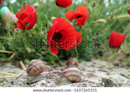 lazy snails in a field of red poppies
