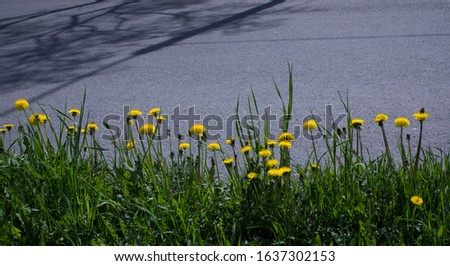 Yellow flower of a dandelion plant Taraxacum officinale aka ordinary dandelion grows on a ground. The pursuit of life.