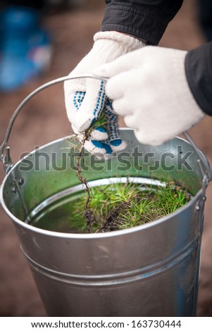 Closeup photo of hands holding metal bucket full of tree sprouts