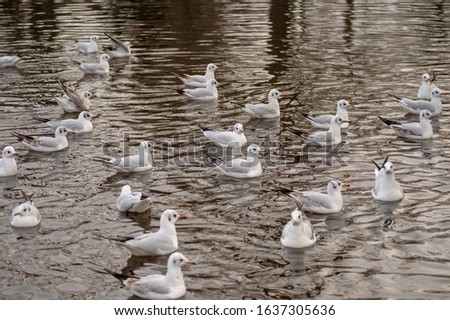 Ducks gathering on the water